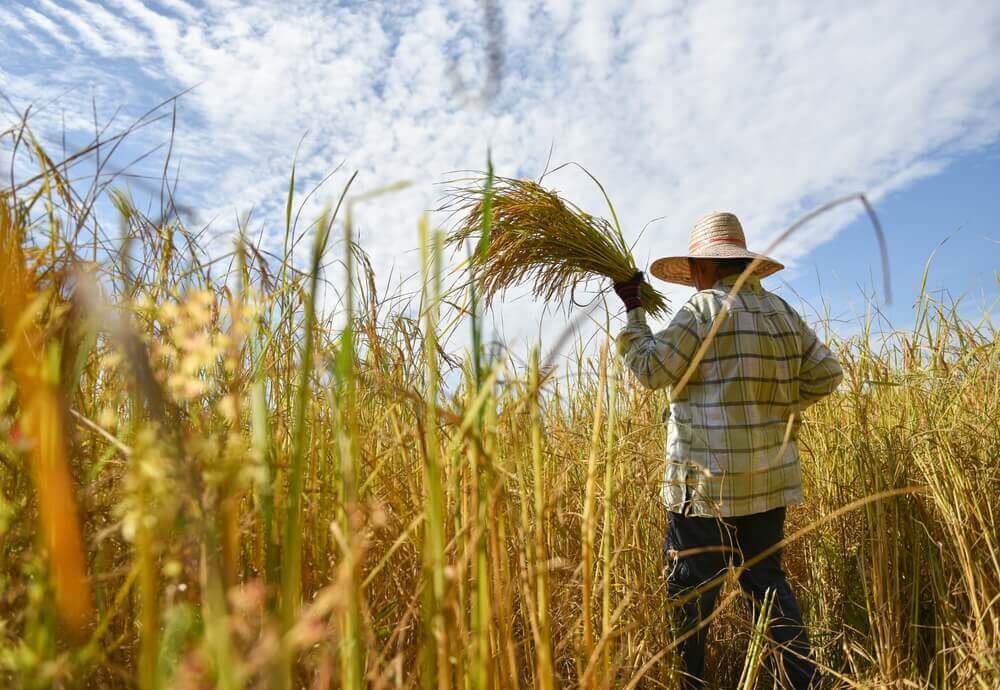 aposentadoria rural